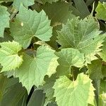 Vitis ripariaBlad