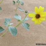 Helianthus niveus Hábito