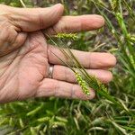 Carex cherokeensis Fruto