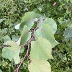 Cercis griffithii Leaf