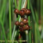 Juncus filiformis Froito