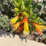 Cuphea micropetala Flower