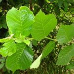 Ulmus davidiana Leaf