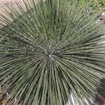 Yucca angustissima Leaf