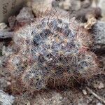 Mammillaria prolifera Hàbitat