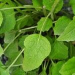 Doronicum austriacum Leaf