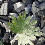 Geranium argenteum Leaf