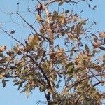 Lagerstroemia parviflora Alia