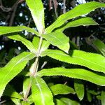 Macadamia tetraphylla Leaf