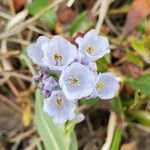 Mertensia lanceolata Flower