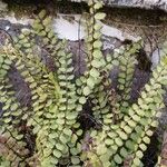 Asplenium trichomanes Folha