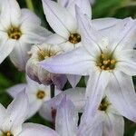 Ipheion uniflorum Flor