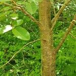 Nothofagus alpina Corteza