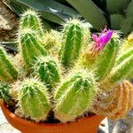 Echinocereus spinigemmatus Hábito