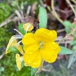 Erysimum × cheiri Floare
