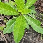 Verbascum blattaria Leaf