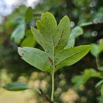 Crataegus azarolus Blatt