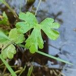 Ranunculus sceleratus برگ