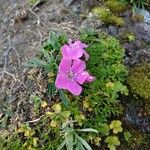 Dianthus glacialis 花