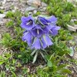 Campanula alpina 花