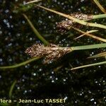 Carex lachenalii Цвят