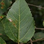 Ficus lateriflora পাতা