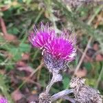 Cirsium palustre Flower
