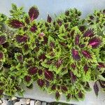 Coleus decurrens Листок