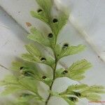 Hymenophyllum deplanchei
