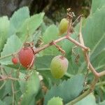 Cyphostemma juttae Fruto