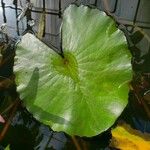 Nymphaea nouchali Leaf