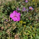 Geranium viscosissimum Flower