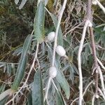 Elaeagnus angustifolia برگ