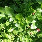 Aptenia cordifolia 葉
