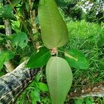 Miconia elata Feuille