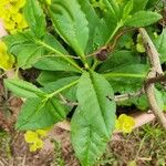 Talinum paniculatumLeaf