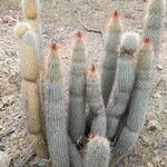Cleistocactus hyalacanthus Pokrój