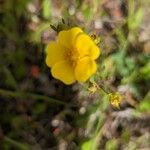 Potentilla gracilis Virág