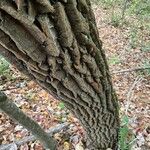 Oxydendrum arboreum кора