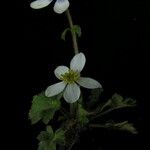 Anemonastrum obtusilobum موطن