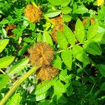 Glycyrrhiza echinata Fruit