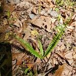 Asplenium platyneuronLeaf