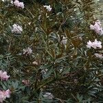 Rhododendron adenogynum Habit