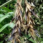 Tillandsia paucifolia Vrucht