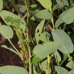 Calopogonium mucunoides Habit