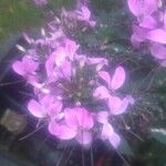 Cleome houtteana Sonstige