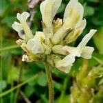 Oxytropis campestris Квітка