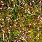 Vaccinium oxycoccos Habitatea