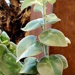 Kalanchoe beharensis Hoja
