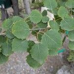 Populus tremulaLeaf